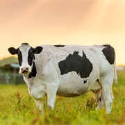 Cow