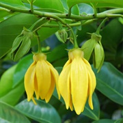 Ylang Ylang