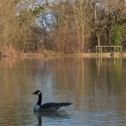 Holmwood Common (NT)
