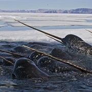 Narwhal