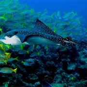 Isla De Cano, Costa Rica