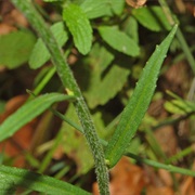 Rampion Bellflower (Campanula Rapunculus)