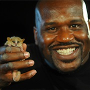 Shaquille O'Neal
