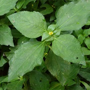 Nodeweed (Synedrella Nodiflora)