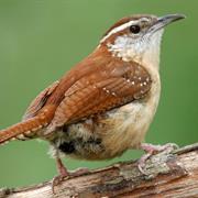 Carolina Wren