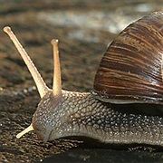Snail