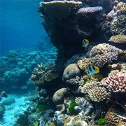 What Lives in the Ocean?