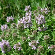 Hungarian Thyme (Thymus Pannonicus)