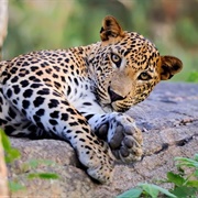 Sri Lankan Leopard