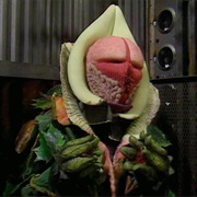 Terror of the Vervoids