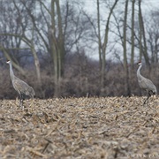 Cone Marsh Wildlife Area, Iowa
