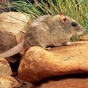 Central Rock Rat