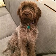 Wirehaired Pointing Griffon