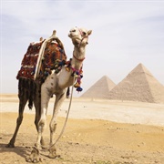 Ride a Camel