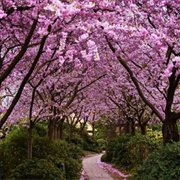 Odessa Botanical Garden, Ukraine