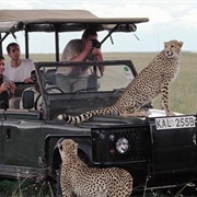 Open Vehicle Wildlife Safari in Africa