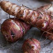 Jerusalem Artichoke