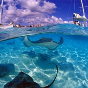 Stingray City, Grand Cayman