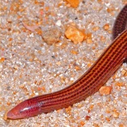 Antsiranana Blind Legless Skink