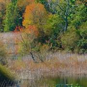 Mason Neck National Wildlife Refuge