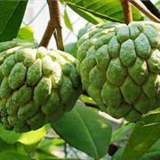 Sugar Apple