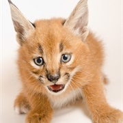 Caracal
