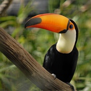 Toucan