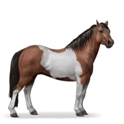 Quarter Pony - Liver Chestnut Tobiano