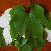 Grape Leaves