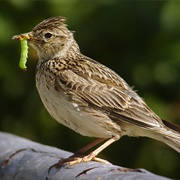 Eurasian Skylark