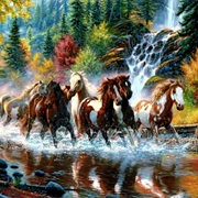 Wild Horses