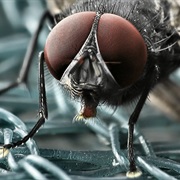 Discover the Ability From Animals to See