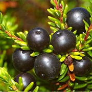 Crowberries