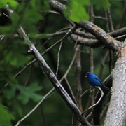 Beall Woods State Park, Illinois
