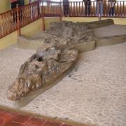 El Fosil - Villa De Leyva