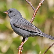 Gray Bunting