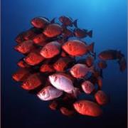 Antons, Sodwana Bay, South Africa