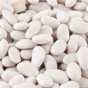 Great Northern Bean