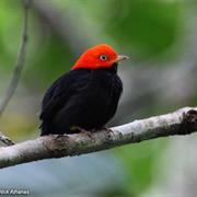Red-Capped Manakin