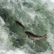 Klickitat River Salmon Jumping