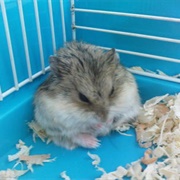 Tibetan Hamster