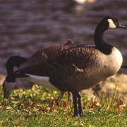 Big Bend State Fish and Wildlife Area, Illinois