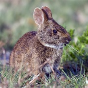 Marsh Rabbit