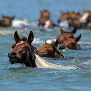 Attend Chincoteague &#39;Swimming of the Ponies&#39;