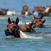Attend Chincoteague 'Swimming of the Ponies'