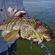 Spotted Sand Bass (Aka: Bay Bass, Spotty)