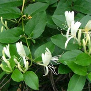 Golden-And-Silver Honeysuckle (Lonicera Japonica)