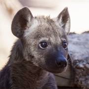 Hyena