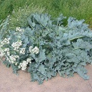 Sea Kale (Crambe Maritima)
