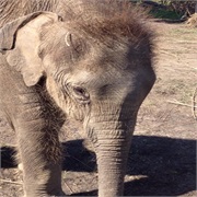 Make Friends With a Baby Elephant